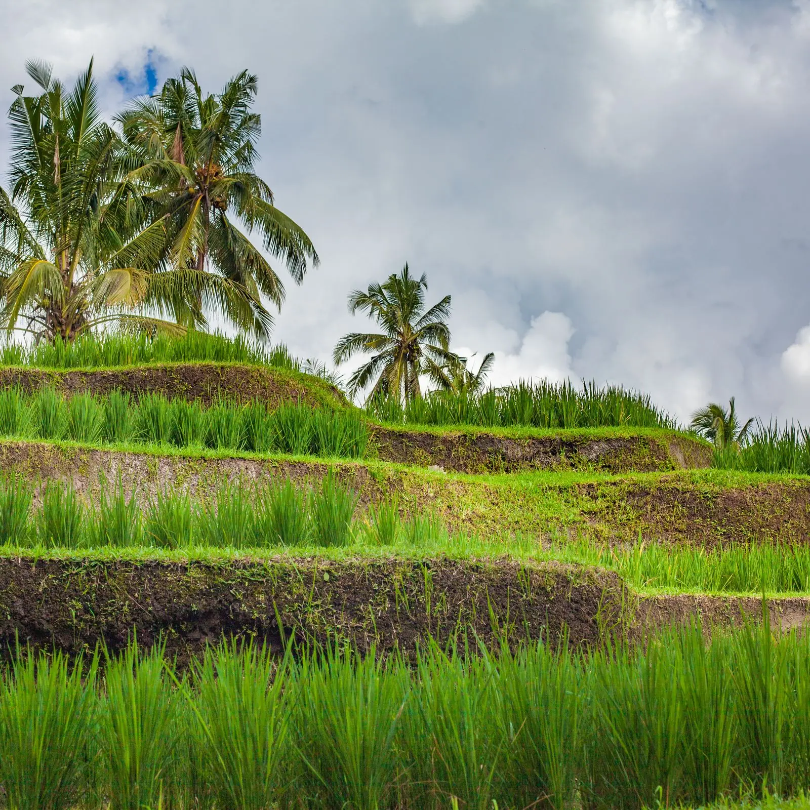 Green terraced rice fields with coconut palms under a cloudy sky