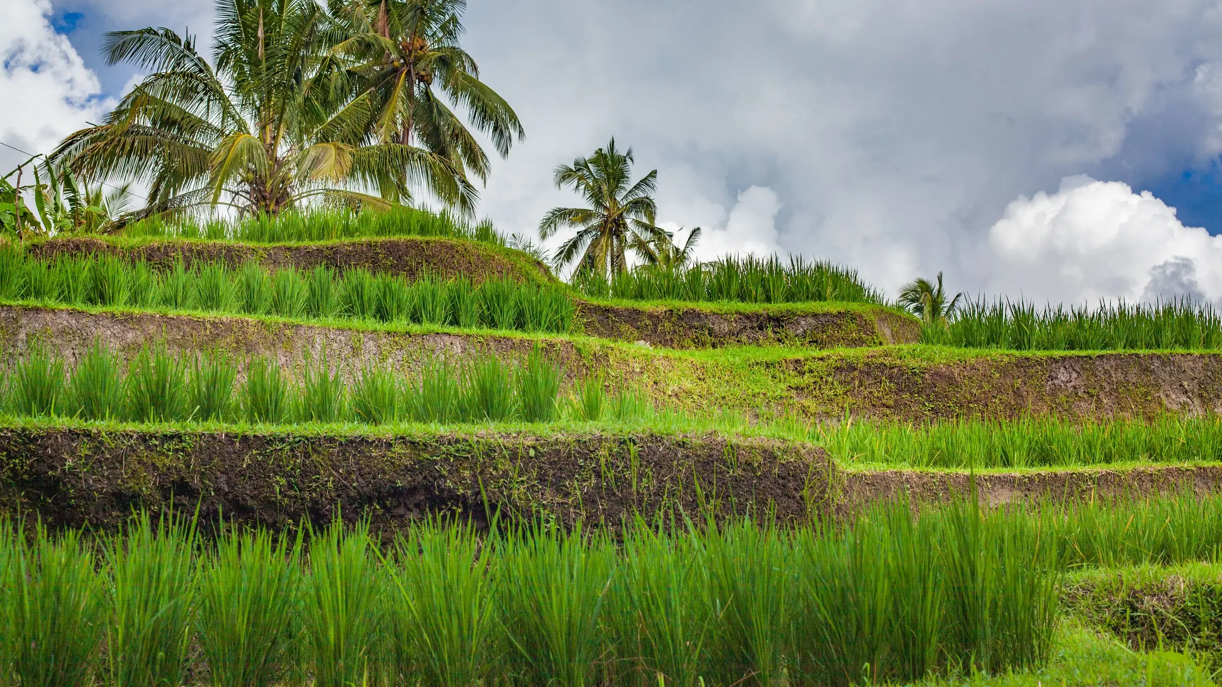 Terraced rice fields with coconut palms in Tabanan
